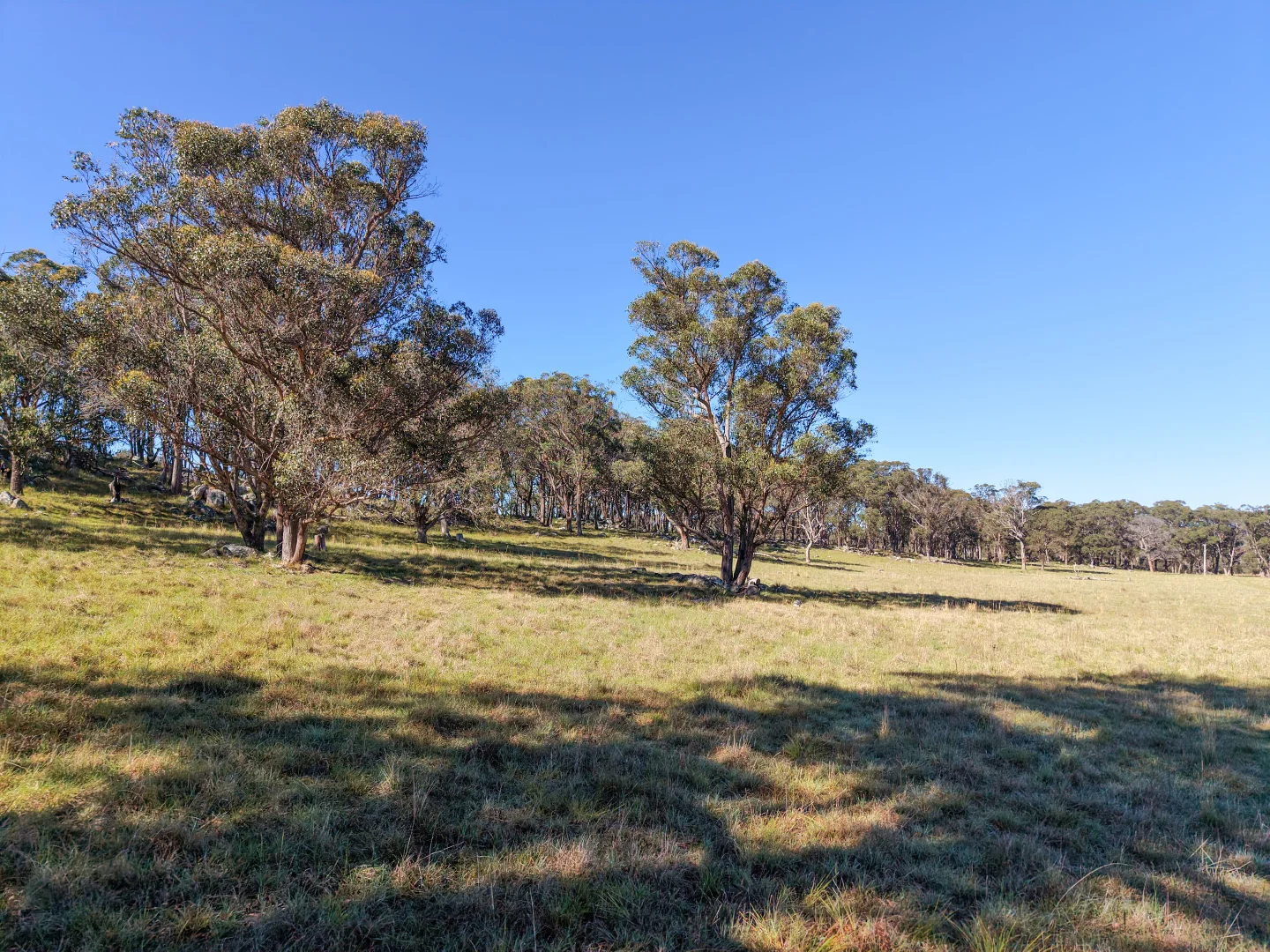 Additional image 30 of 2153 Mount Lindesay Road, Tenterfield NSW 2372