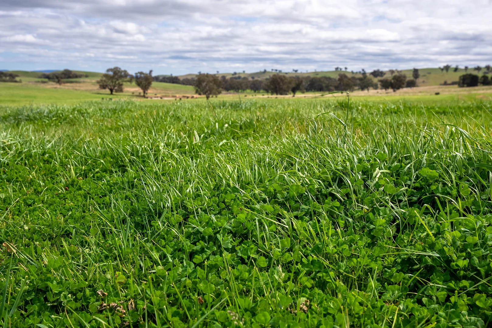Additional image 3 of 'Cronga Peak' 157 Cronga Peak Road, Molong NSW 2866