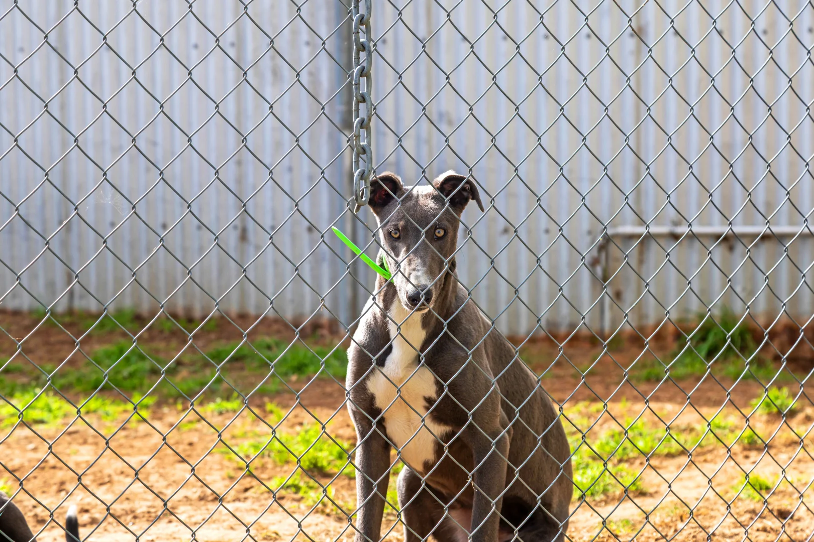 Additional image 2 of 487 Sunraysia Highway, Avoca VIC 3467