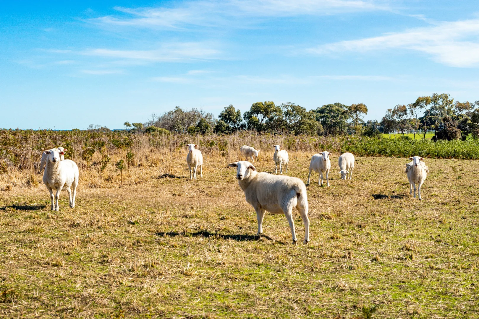 Additional image 18 of 390a The Esplanade, St Leonards VIC 3223
