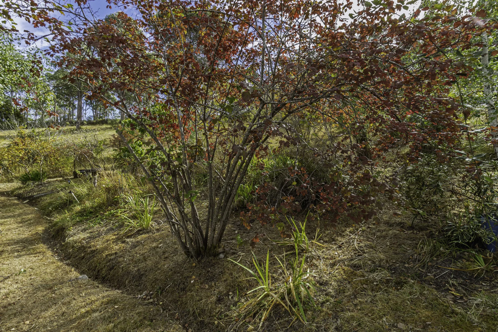 Additional image 62 of 242 Woolleys Road, Lonnavale TAS 7109