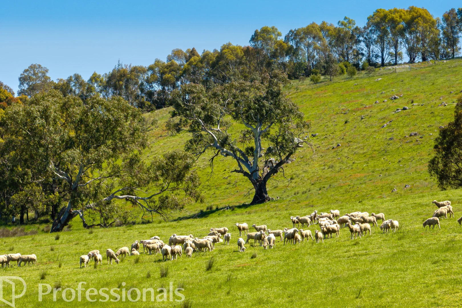 Additional image 7 of 94 Emu Swamp Road, Orange NSW 2800