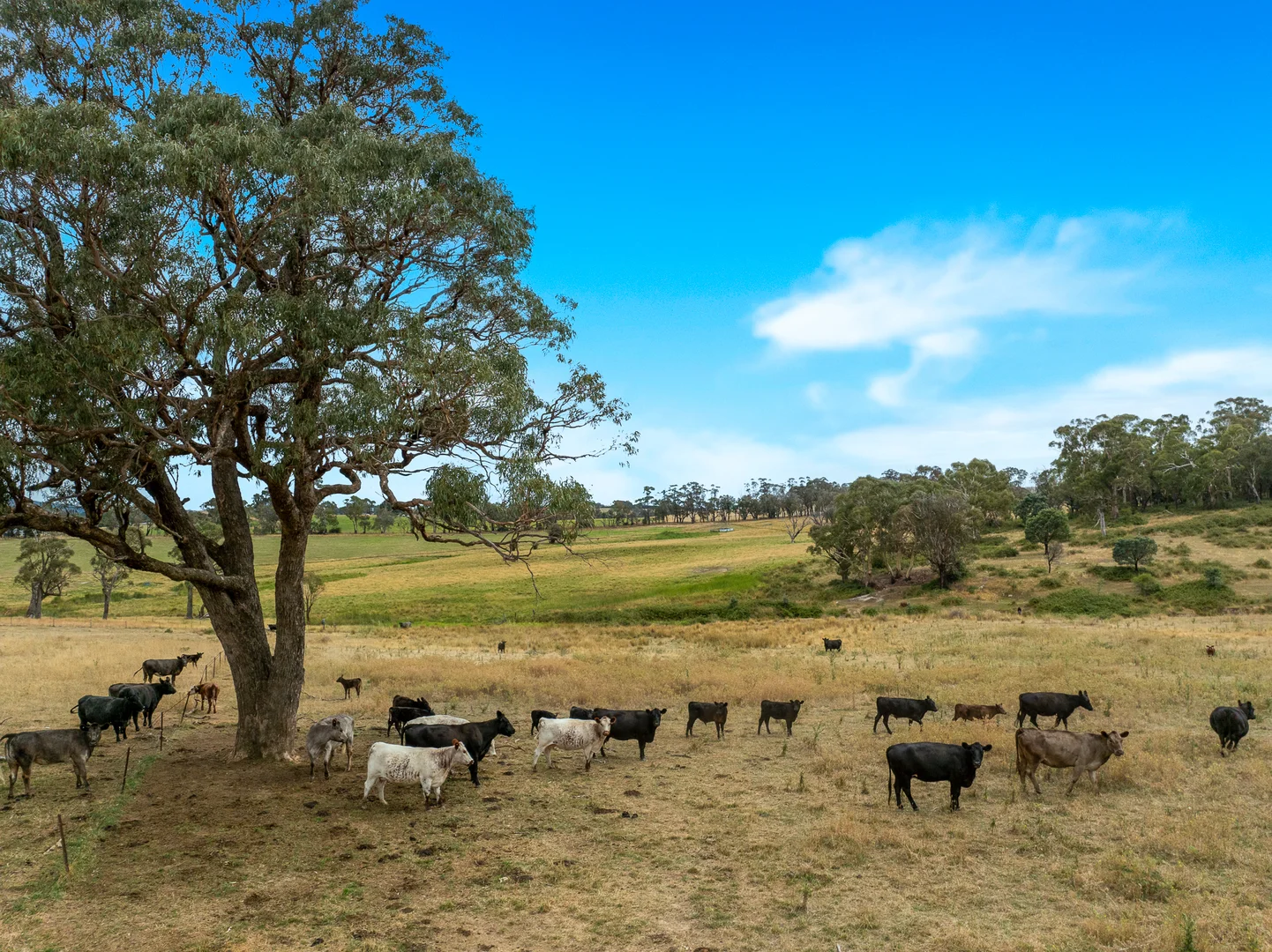 Additional image 43 of 'Top Farm' 1004 Neville-Trunkey Road, Neville NSW 2799