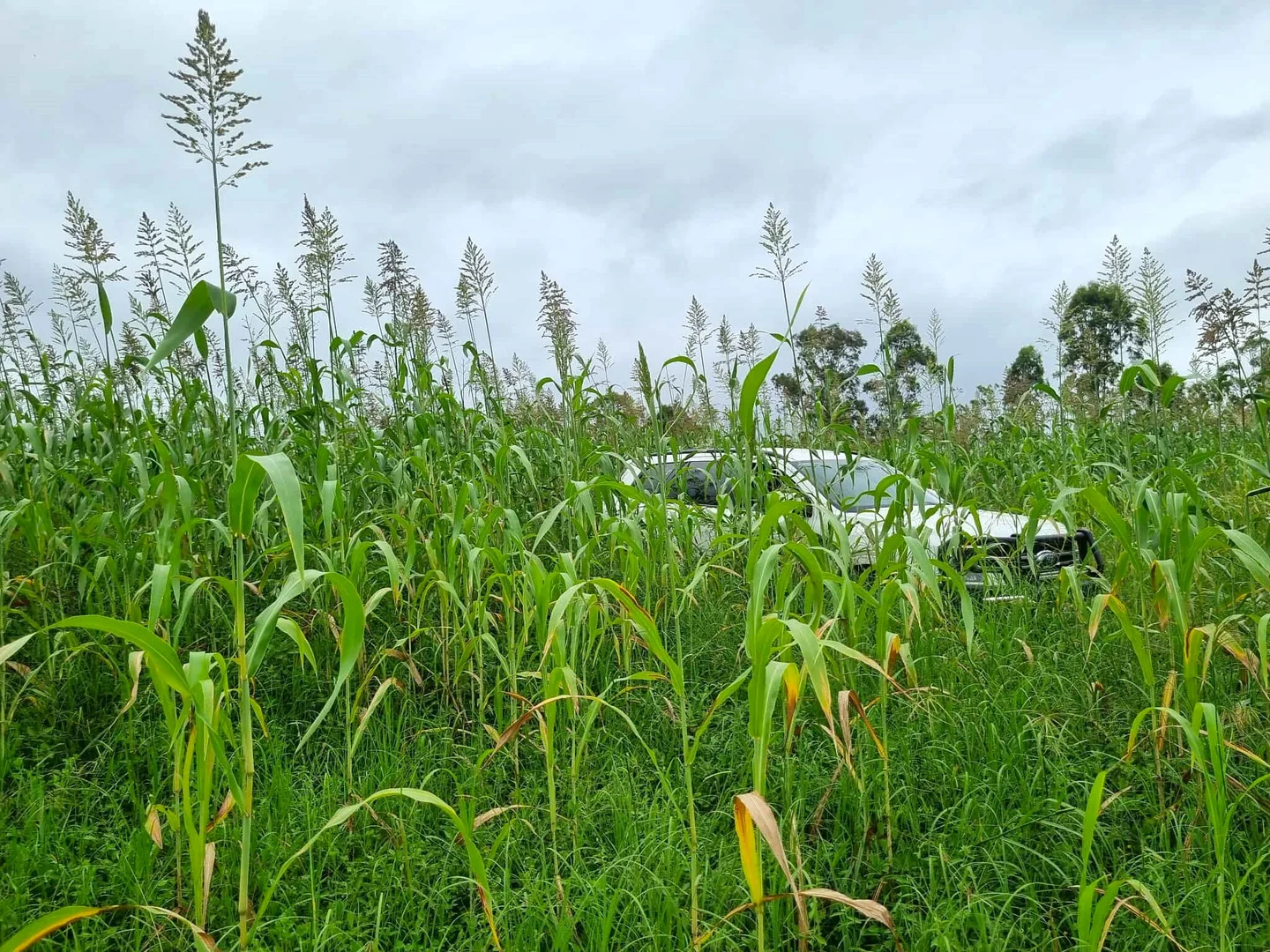 Additional image 3 of 700 John Clifford Way, Lowmead QLD 4676