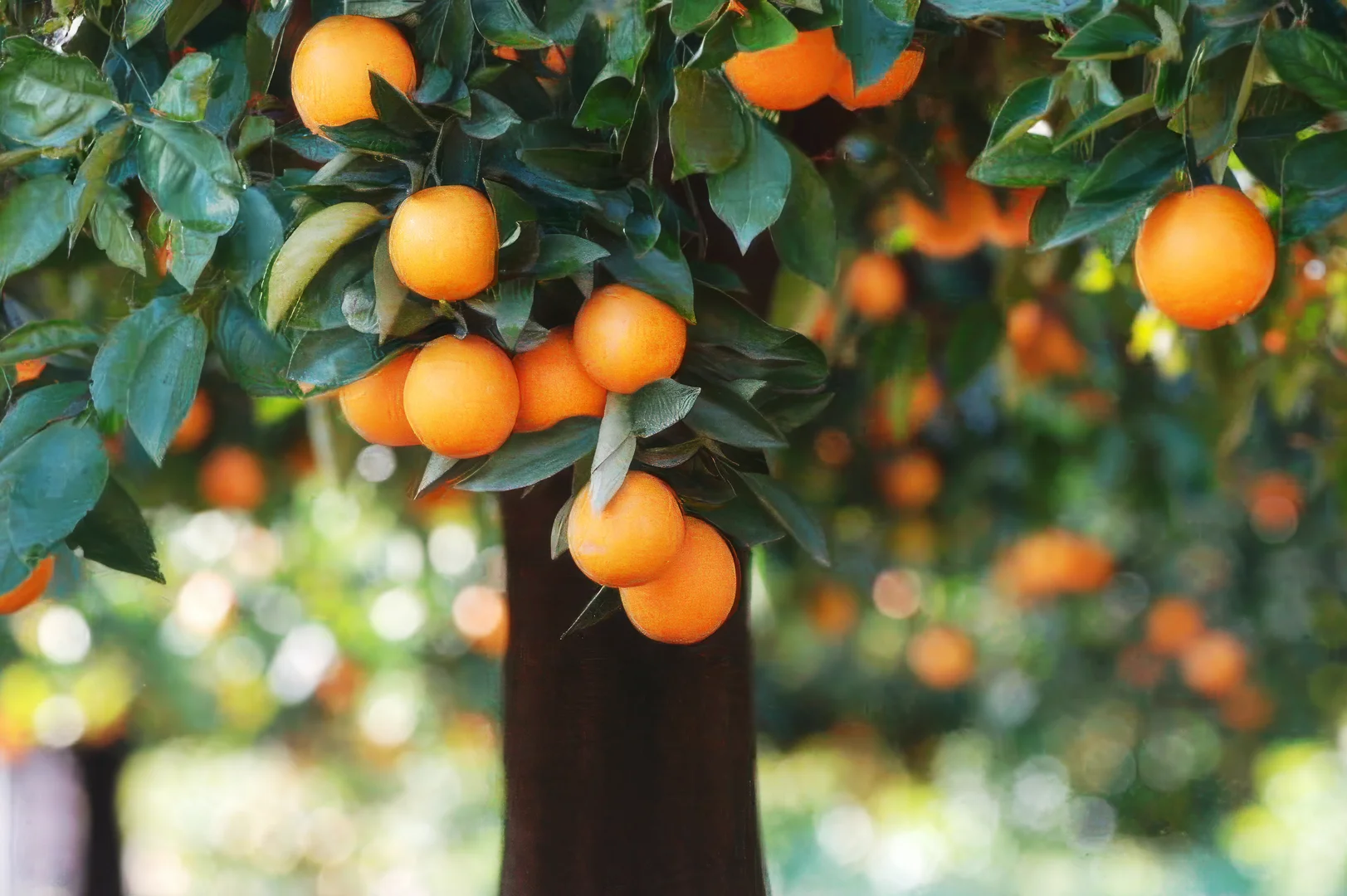 Additional image 3 of 183 Quast Road, Loxton SA 5333