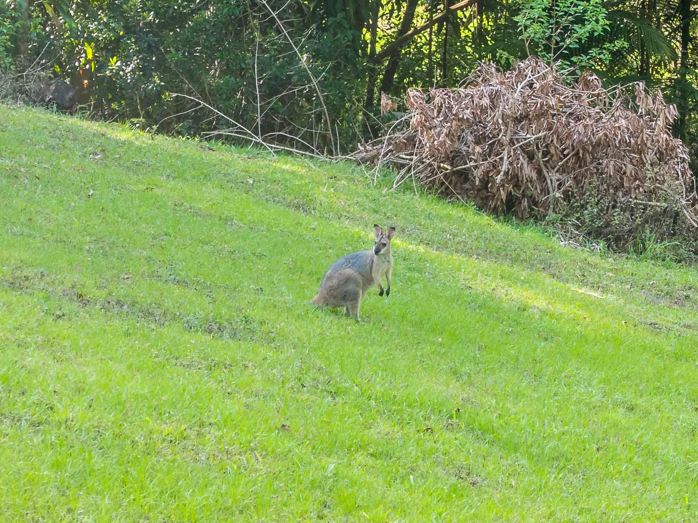 Additional image 32 of 9 Noble Road, Blue Knob NSW 2480