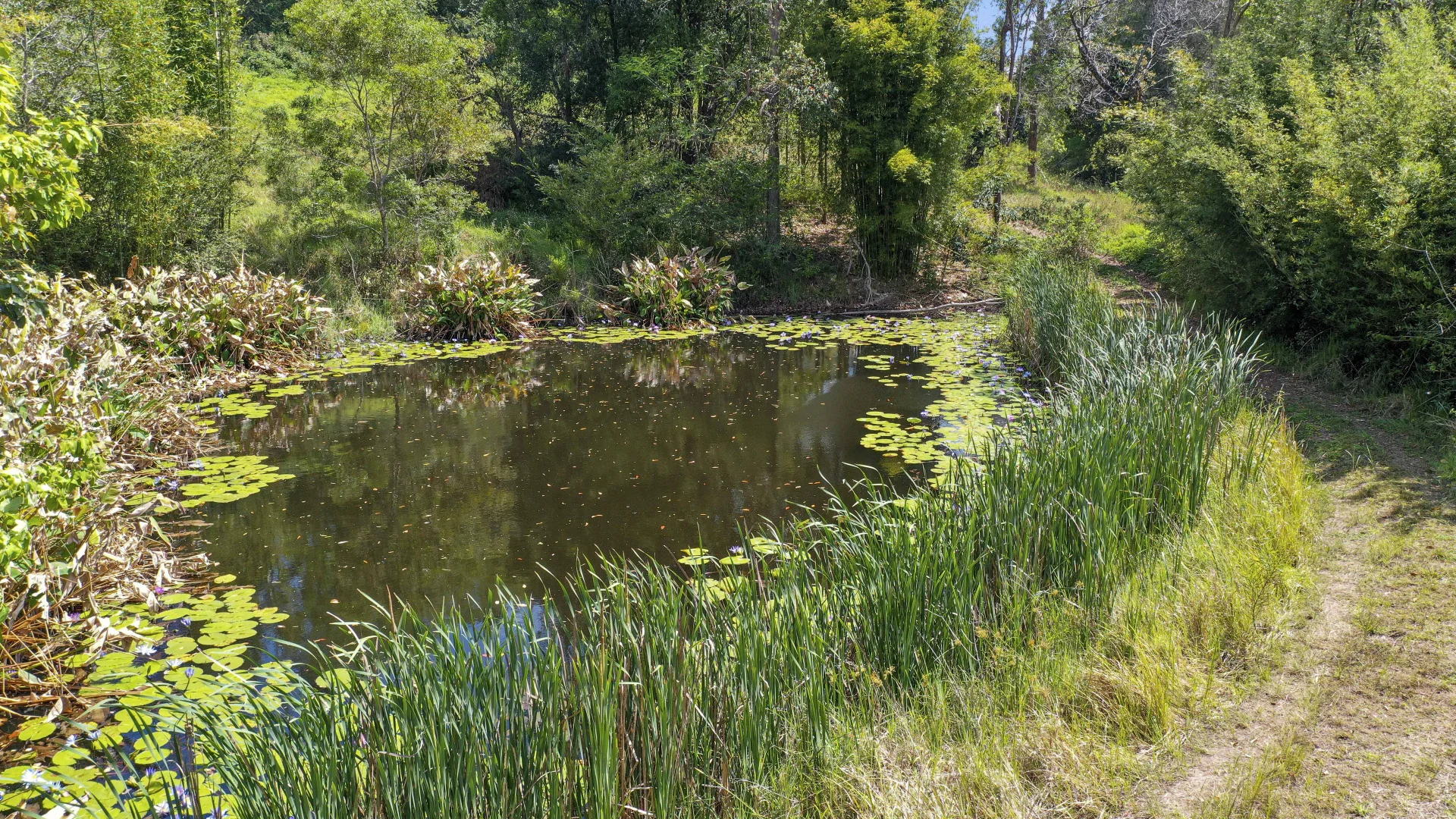 Additional image 18 of Share D5/1158 Pinchin Road, The Channon NSW 2480