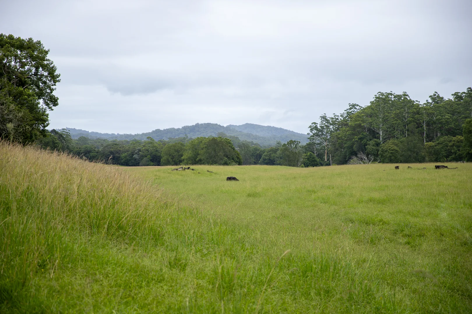 Additional image 22 of 300 Martells Road, Bellingen NSW 2454