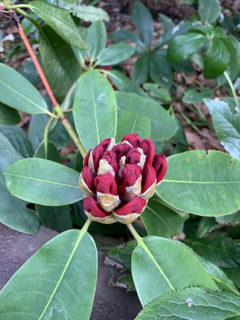 Additional image 25 of 805 Mount Macedon Road, Mount Macedon VIC 3441