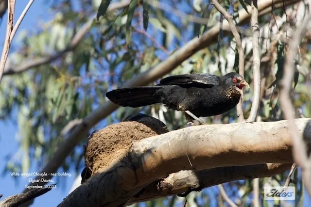 Additional image 12 of 50 William Perry Lane, Sebastian VIC 3556