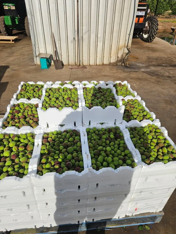 Additional image 3 of 231 Falkiner Avenue, Tresco VIC 3583