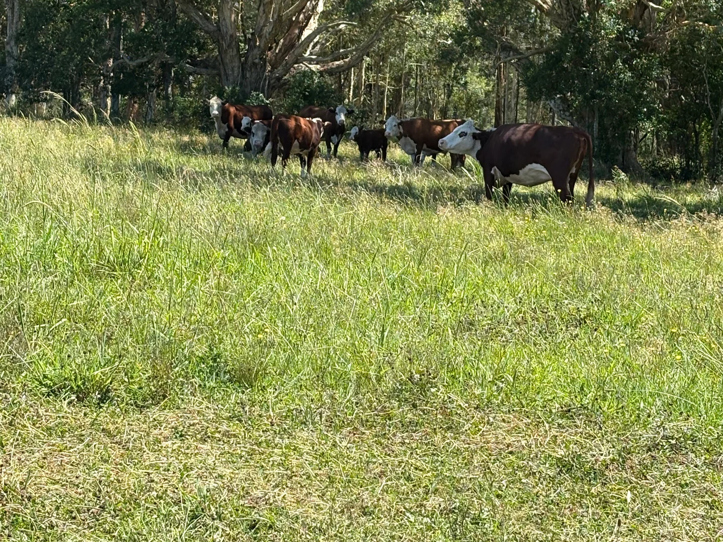 Additional image 27 of 66 Goulds Ln, Clybucca NSW 2440