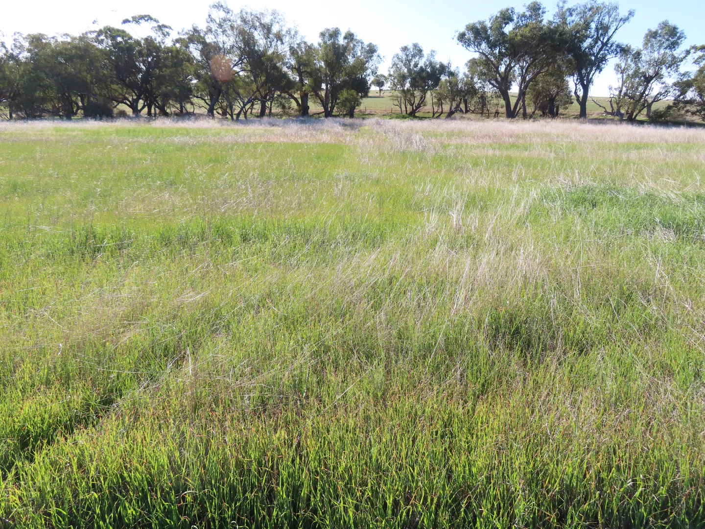 Additional image 3 of Lot 10 Barndon Street, Spencers Brook WA 6401