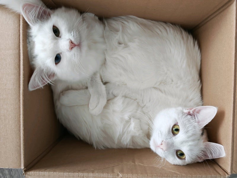 Additional image 8 of Room in a Shared Flat, Berryknowes Road, G52, N1 7GU