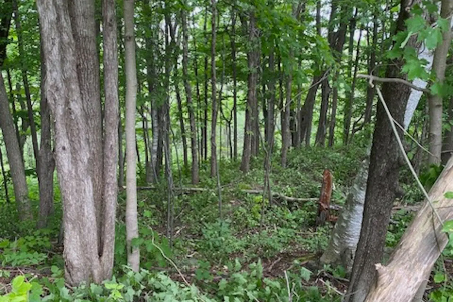 Additional image 6 of Ptlt 40 12 Concession