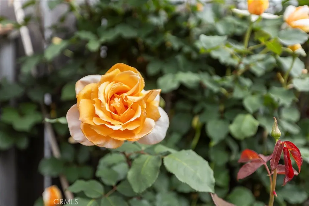 Additional image 88 of 50 5th Street, Cayucos, CA 93430