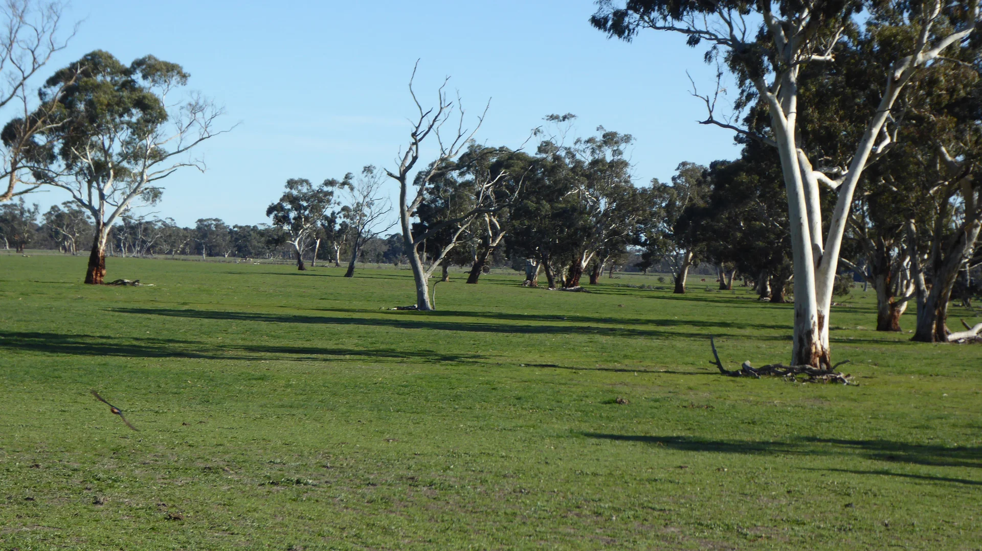 Additional image 12 of 2147 Bangham Road, Frances SA 5262