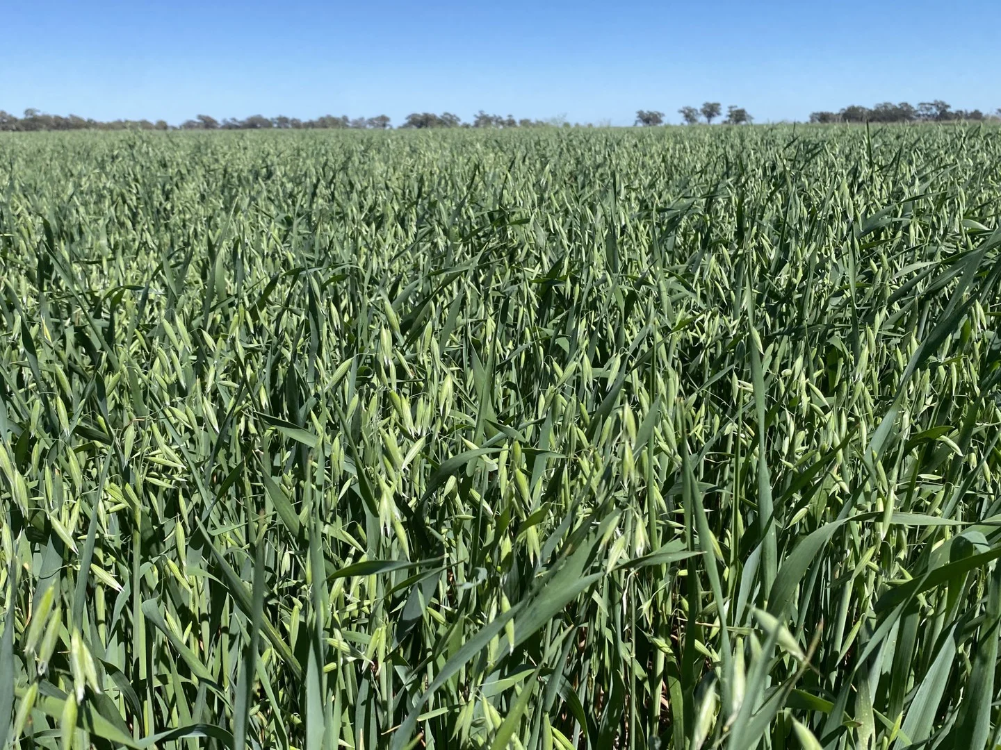 102 Murrami Road, Murrami NSW 2705