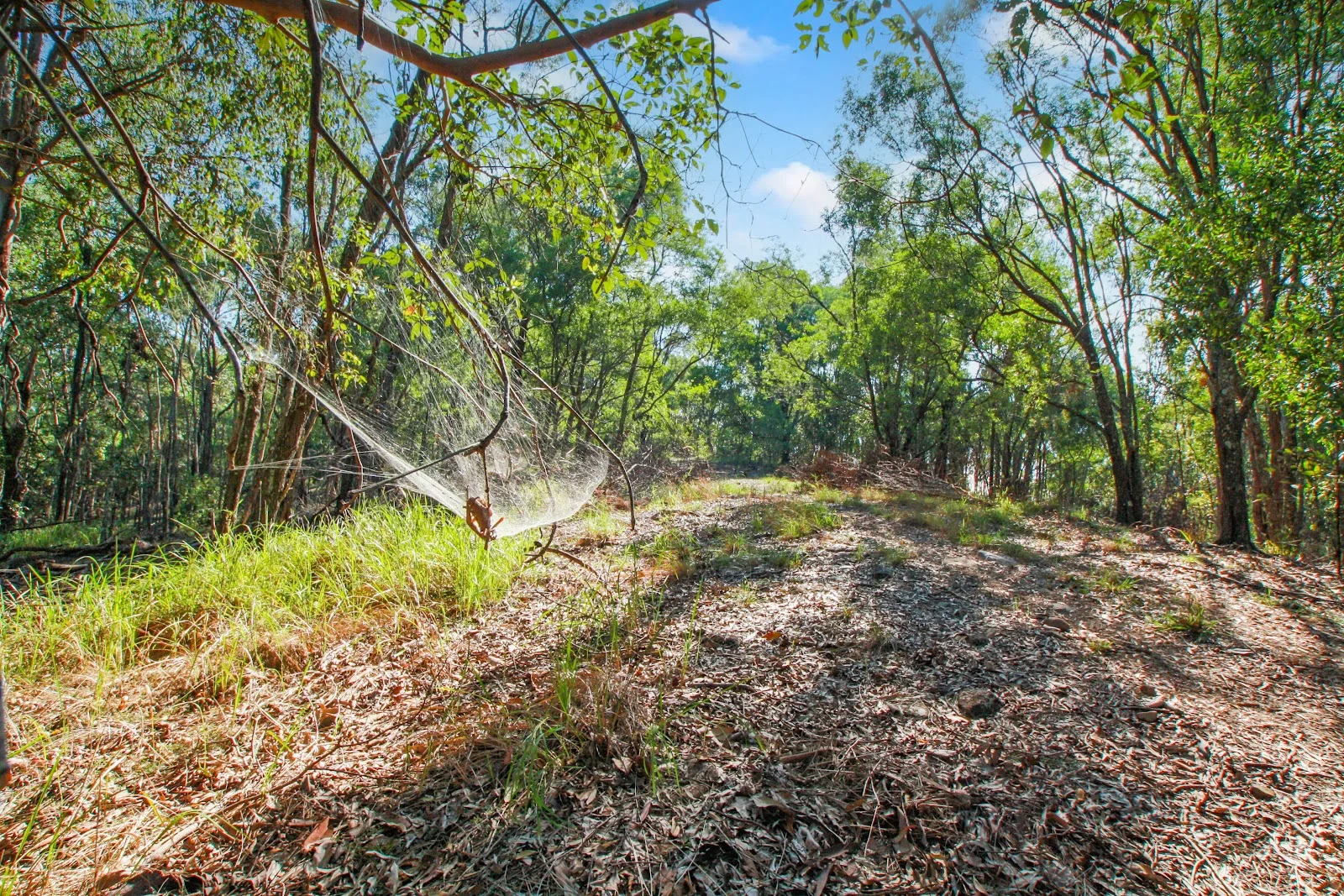 Additional image 21 of 94 Holyrood Road, Maudsland QLD 4210