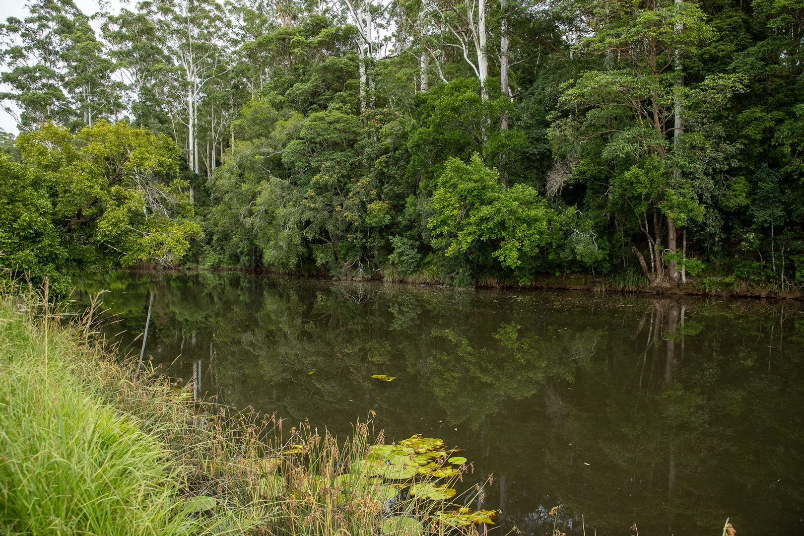 Additional image 18 of 300 Martells Road, Bellingen NSW 2454