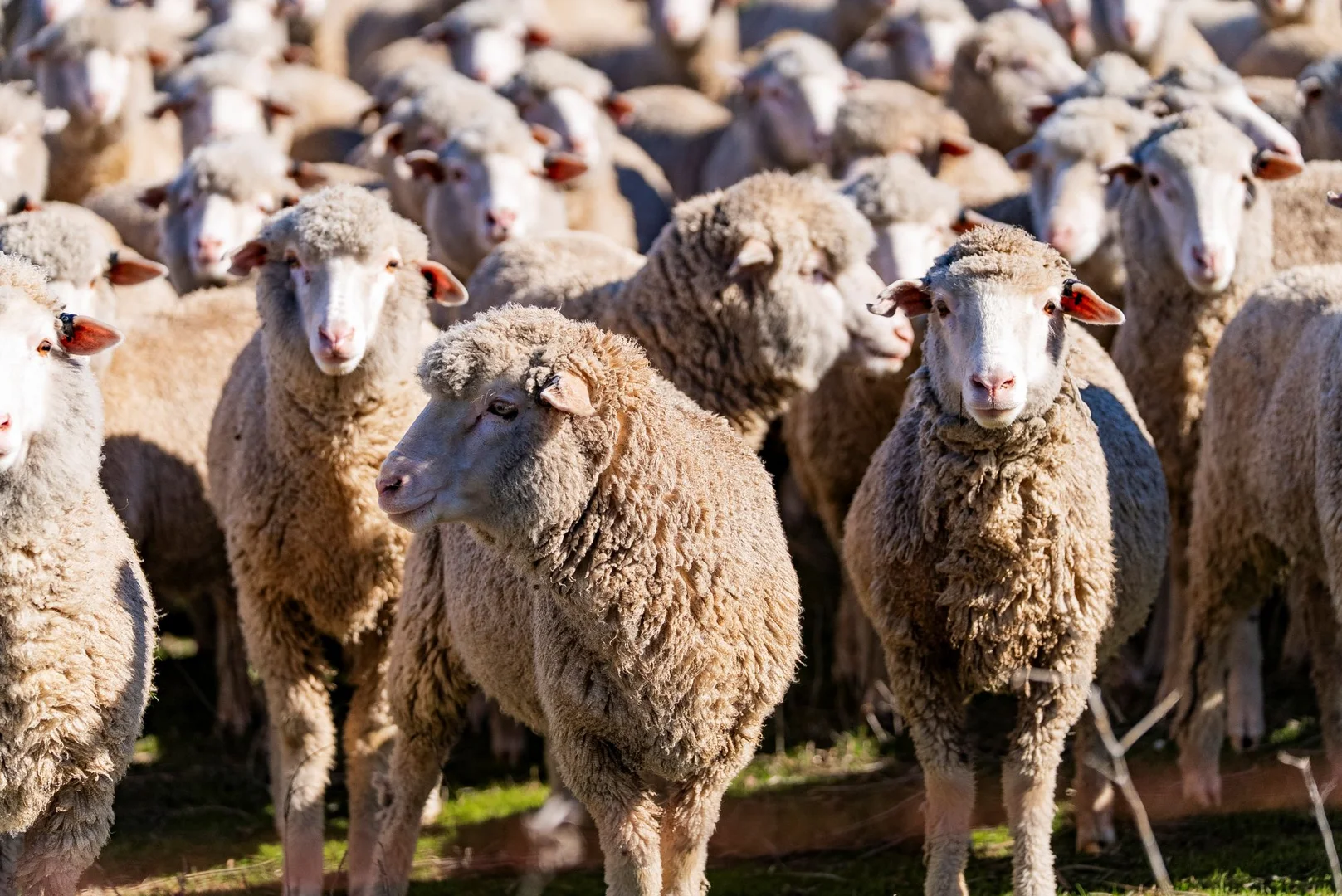 Additional image 17 of 670 Leahy Road, Wagga Wagga NSW 2650