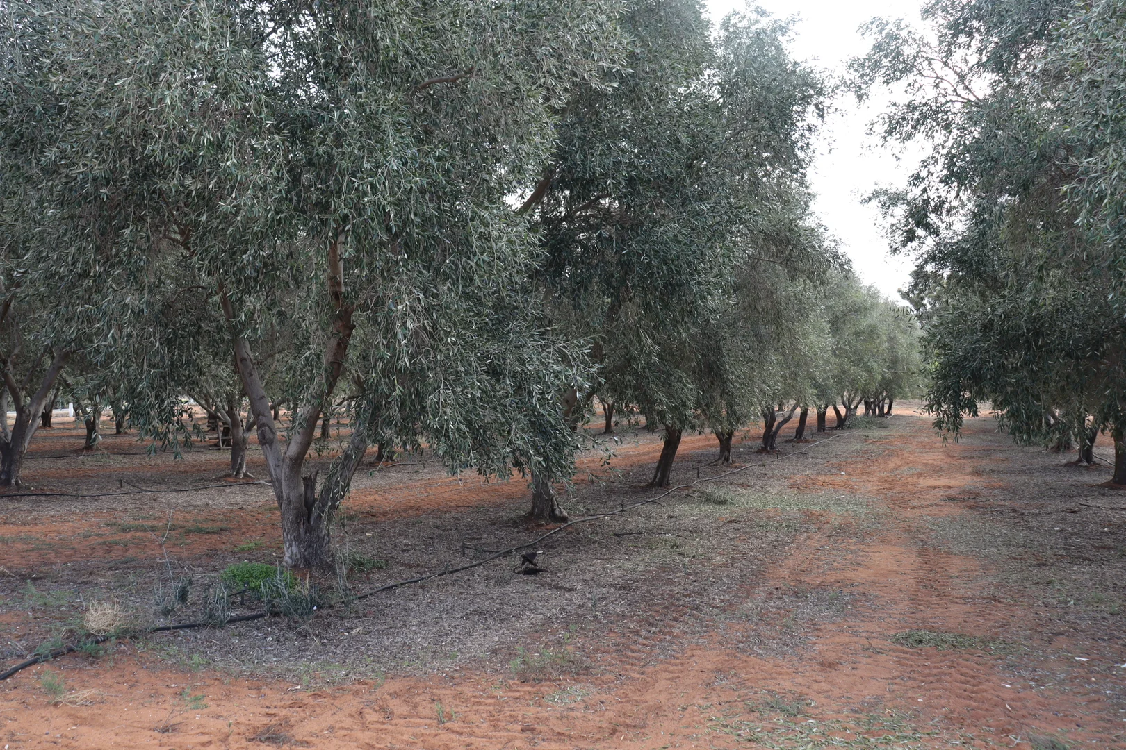 Additional image 32 of 334 Katarapko Crescent, Winkie SA 5343