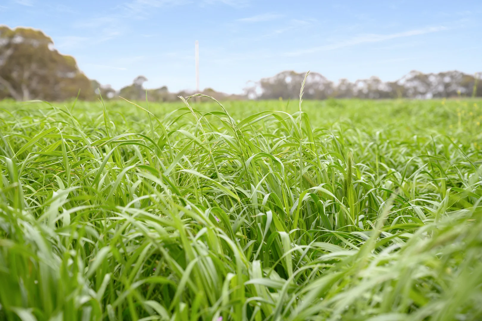 Additional image 36 of 771 Belt Road, Millicent SA 5280