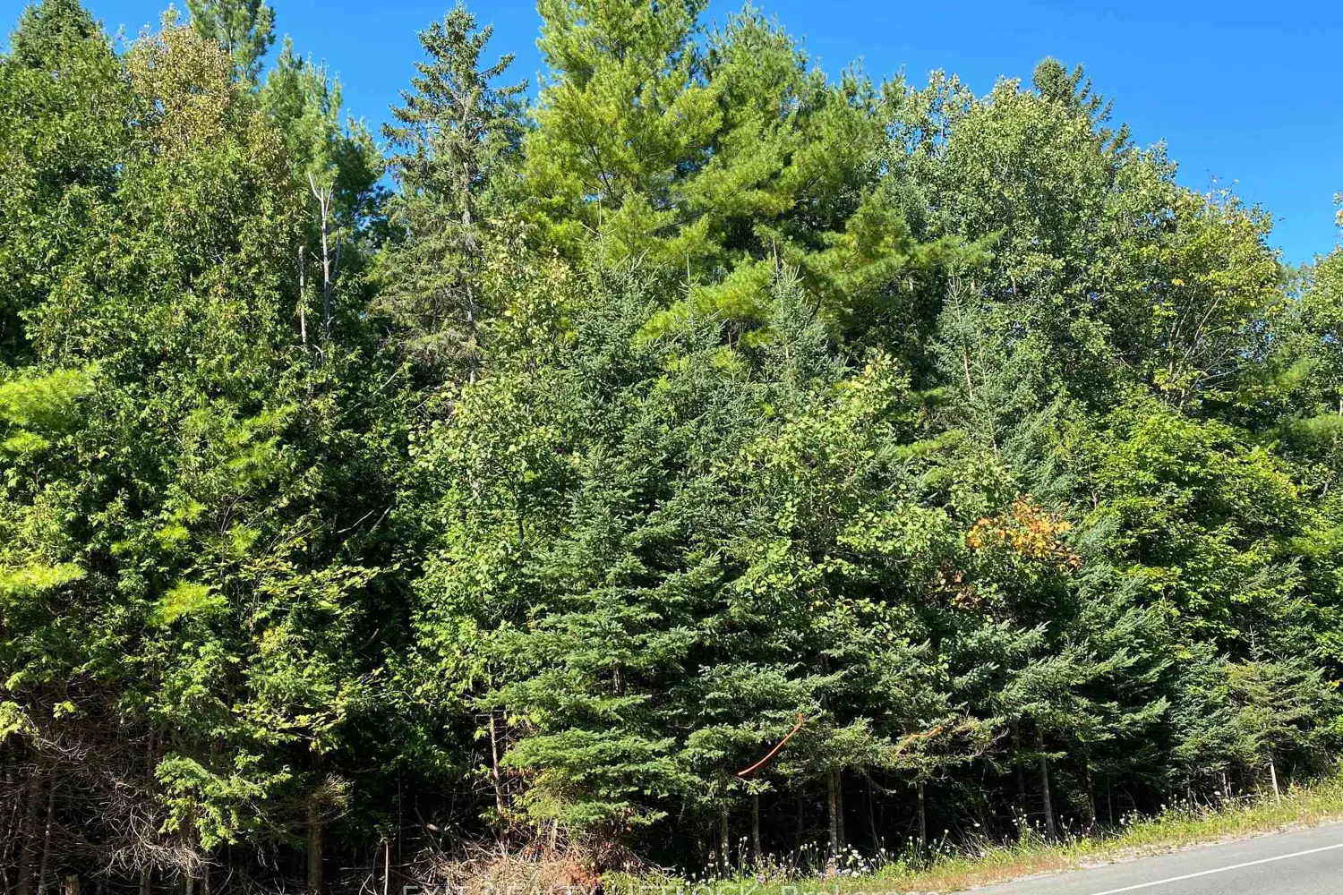 Additional image 4 of 590 County Rd 40