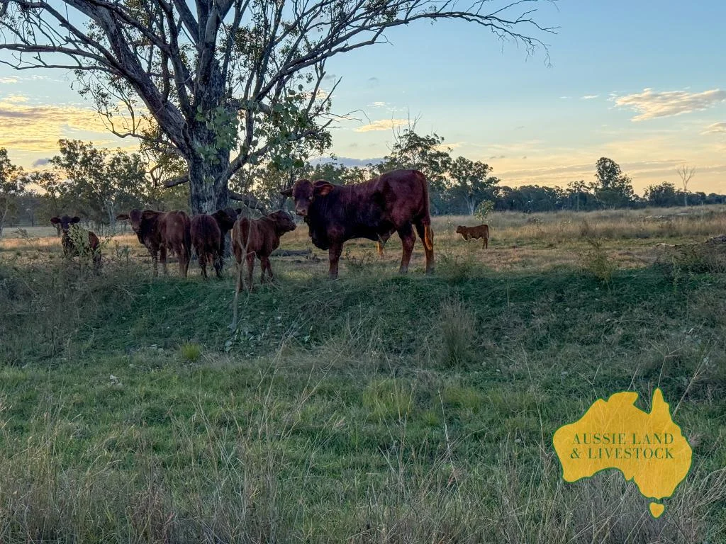 Additional image 23 of 8 SCREENING PLANT ROAD, Cynthia QLD 4627