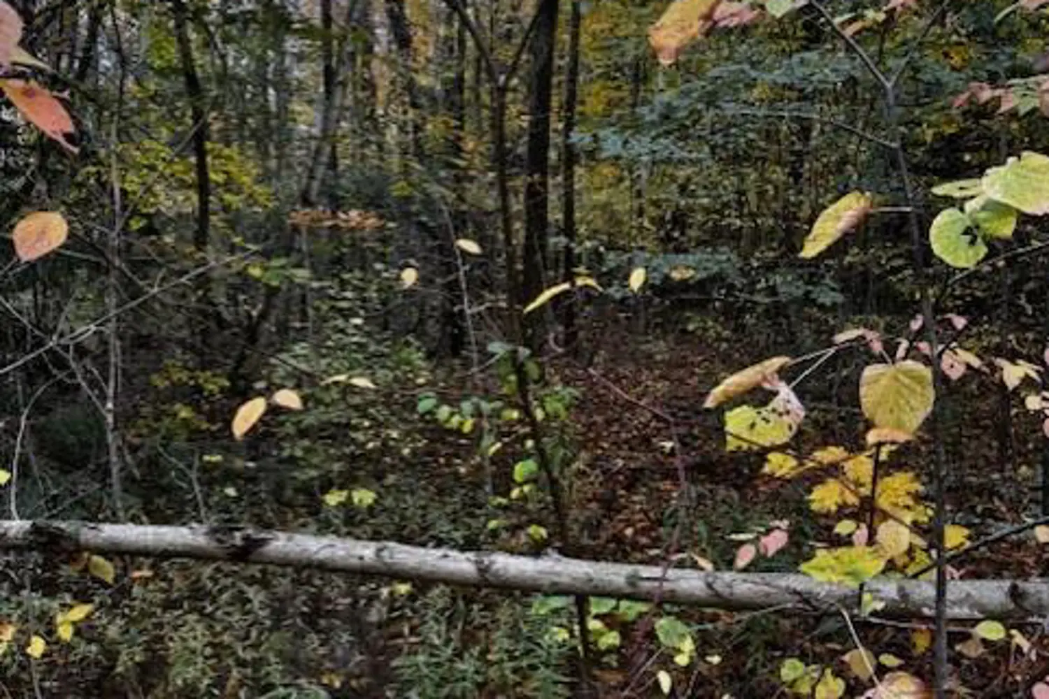 Additional image 8 of 78178 Lavrangue Drive