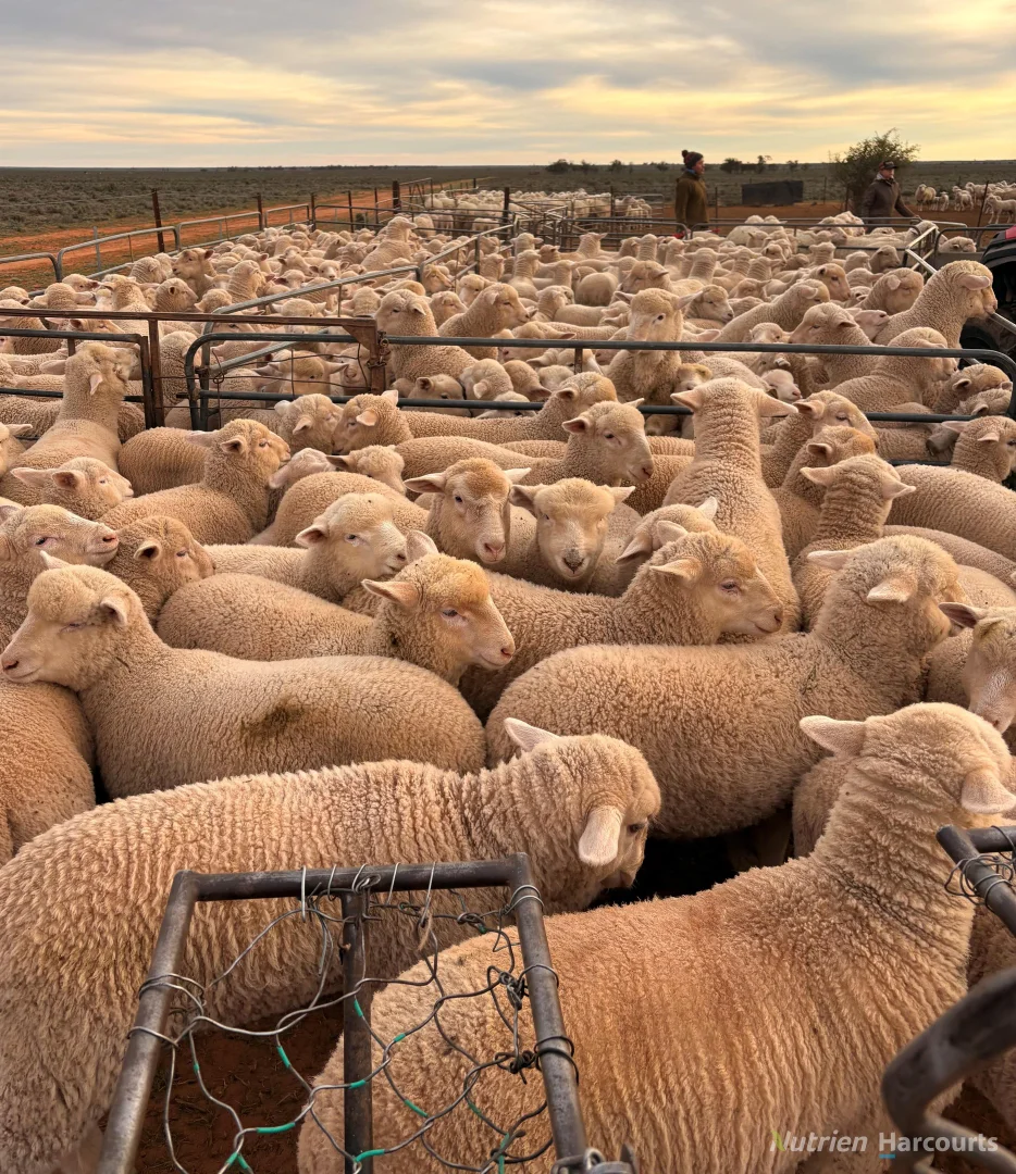 Additional image 47 of * Magenta Aggregation, Balranald NSW 2715