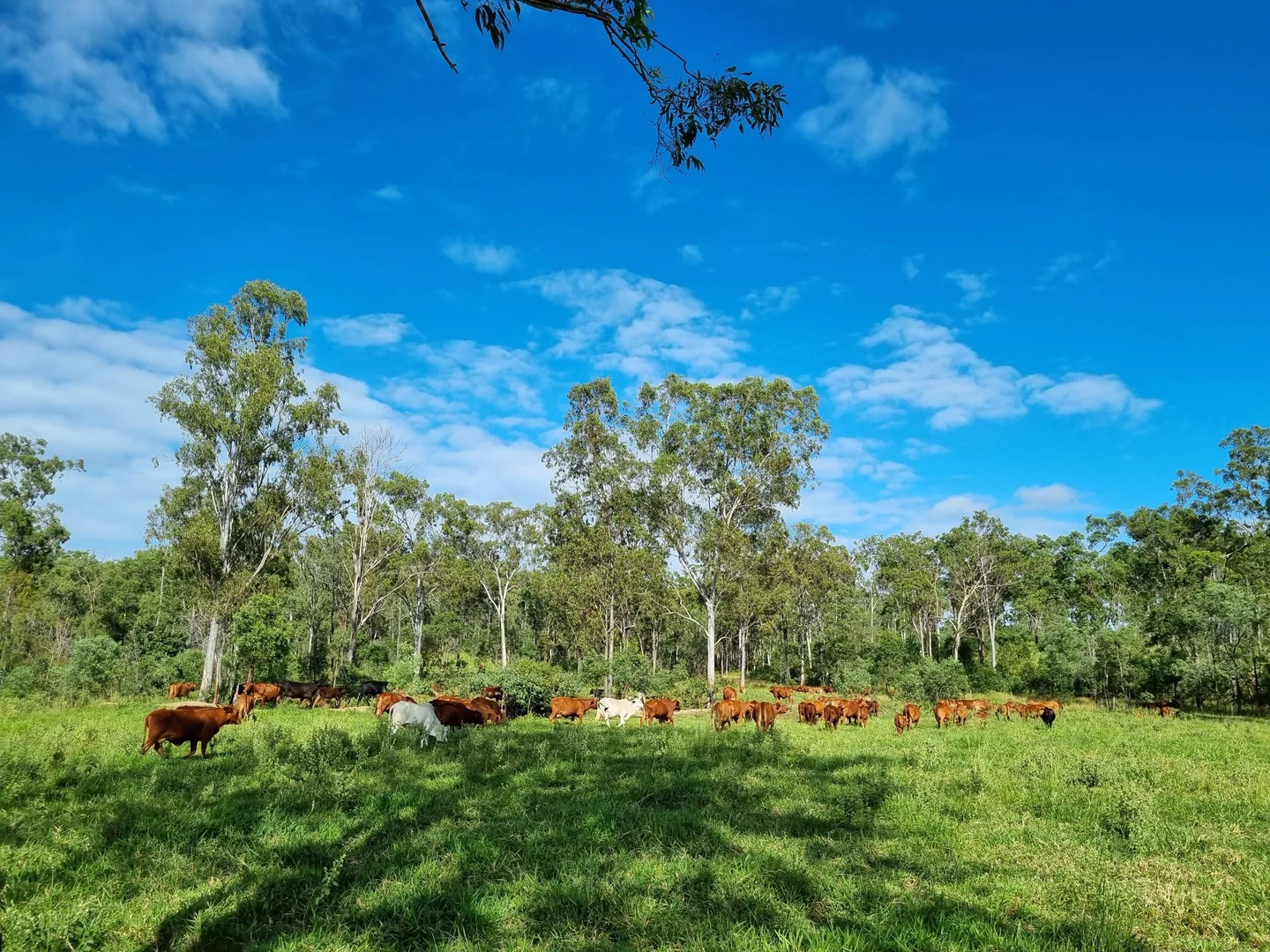 Additional image 10 of 700 John Clifford Way, Lowmead QLD 4676