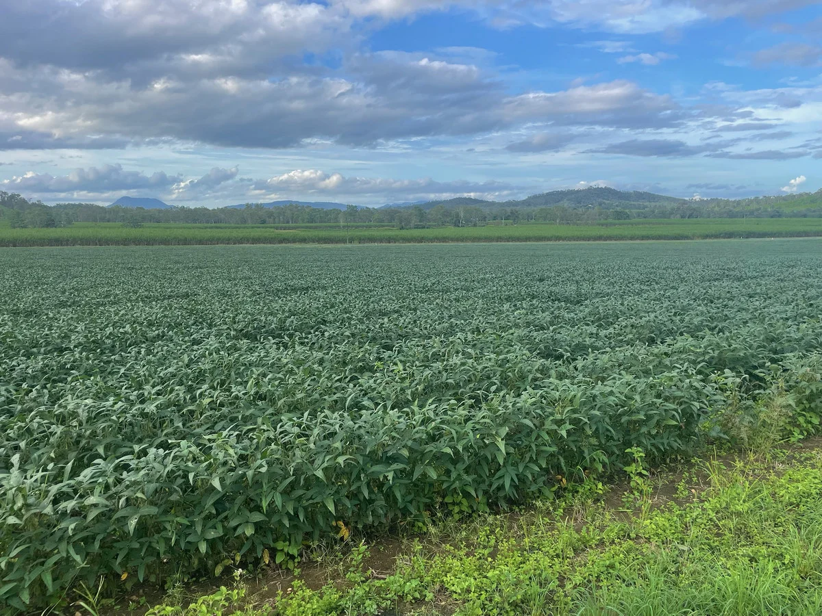 Additional image 12 of 8 Pinevale Road, Pinevale QLD 4754