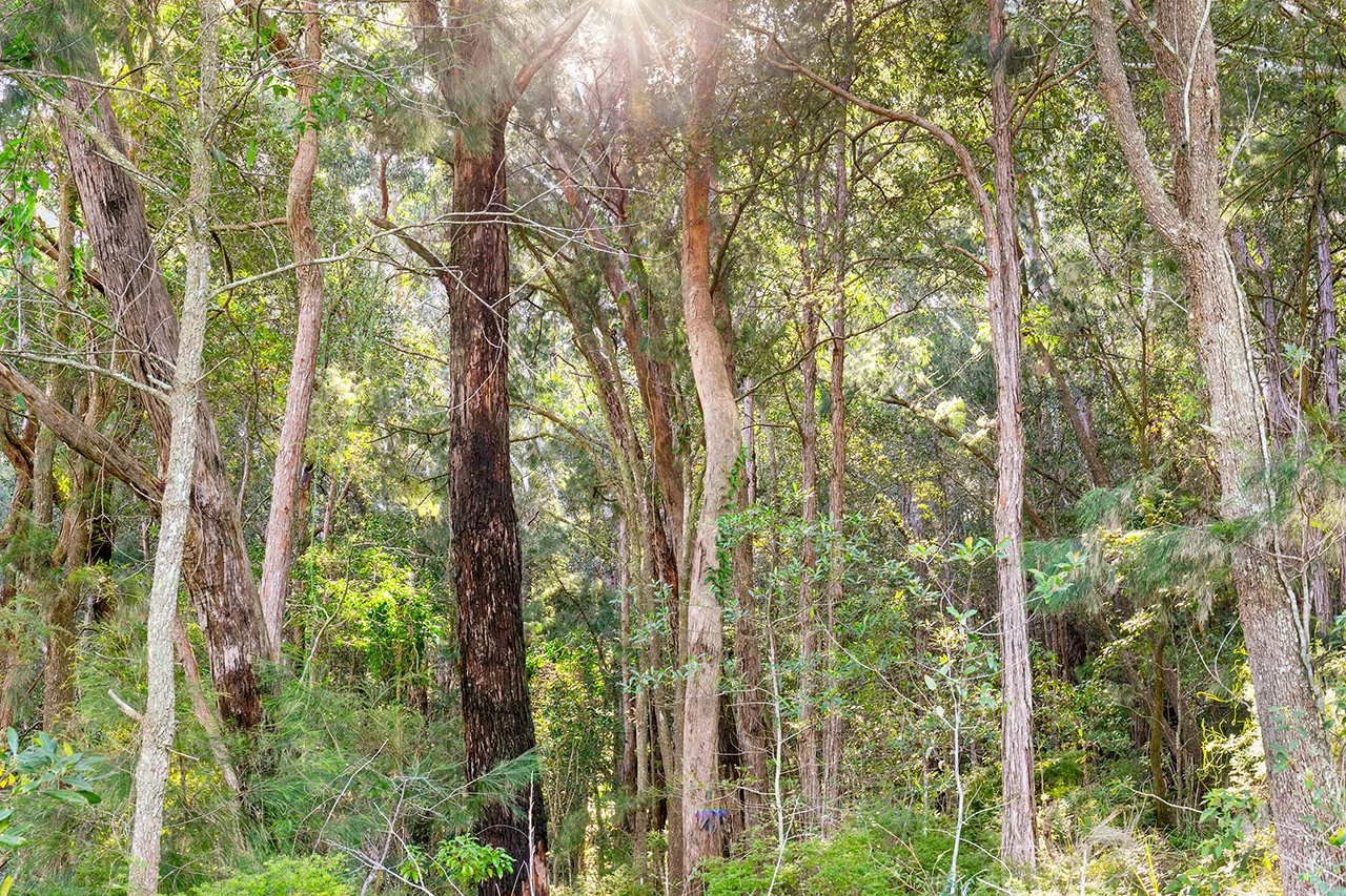 Additional image 7 of 20 James Norton Road, Bensville NSW 2251