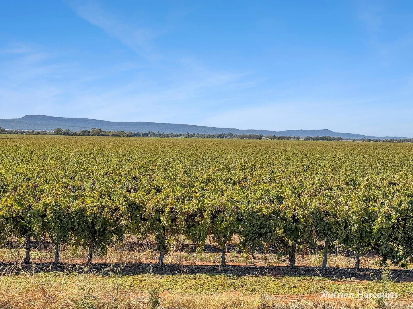 Additional image 13 of 1631 Rankins Springs Road, Myall Park NSW 2681