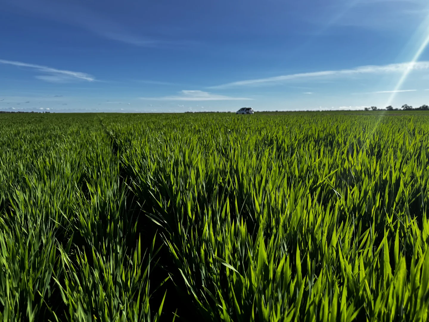 Additional image 25 of Smeatonvale Laterals Boree-Morago Rd, Deniliquin NSW 2710