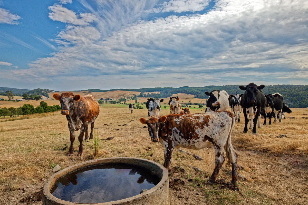 Additional image 3 of 110a Paling Track, Bangor TAS 7267