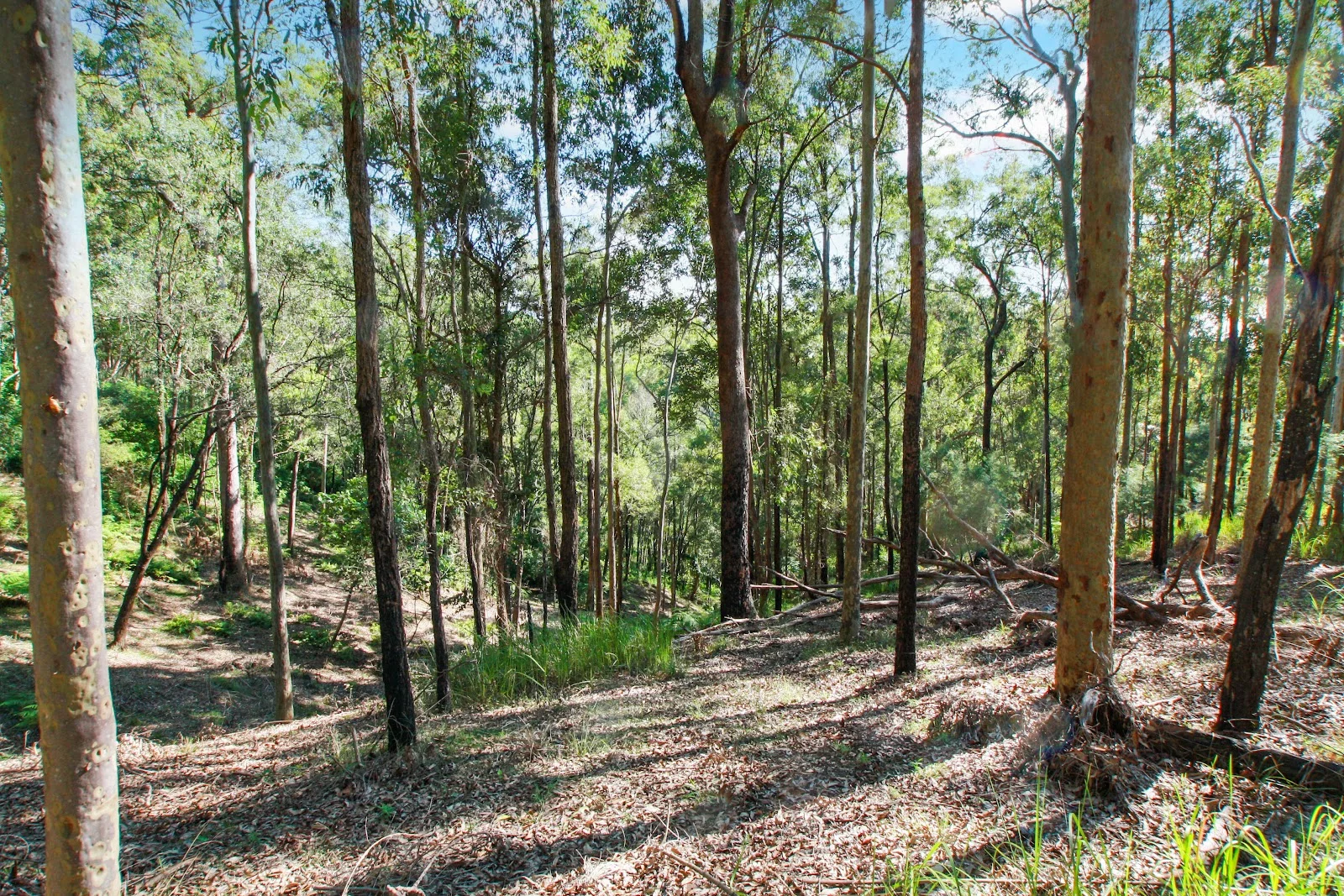 Additional image 15 of 94 Holyrood Road, Maudsland QLD 4210