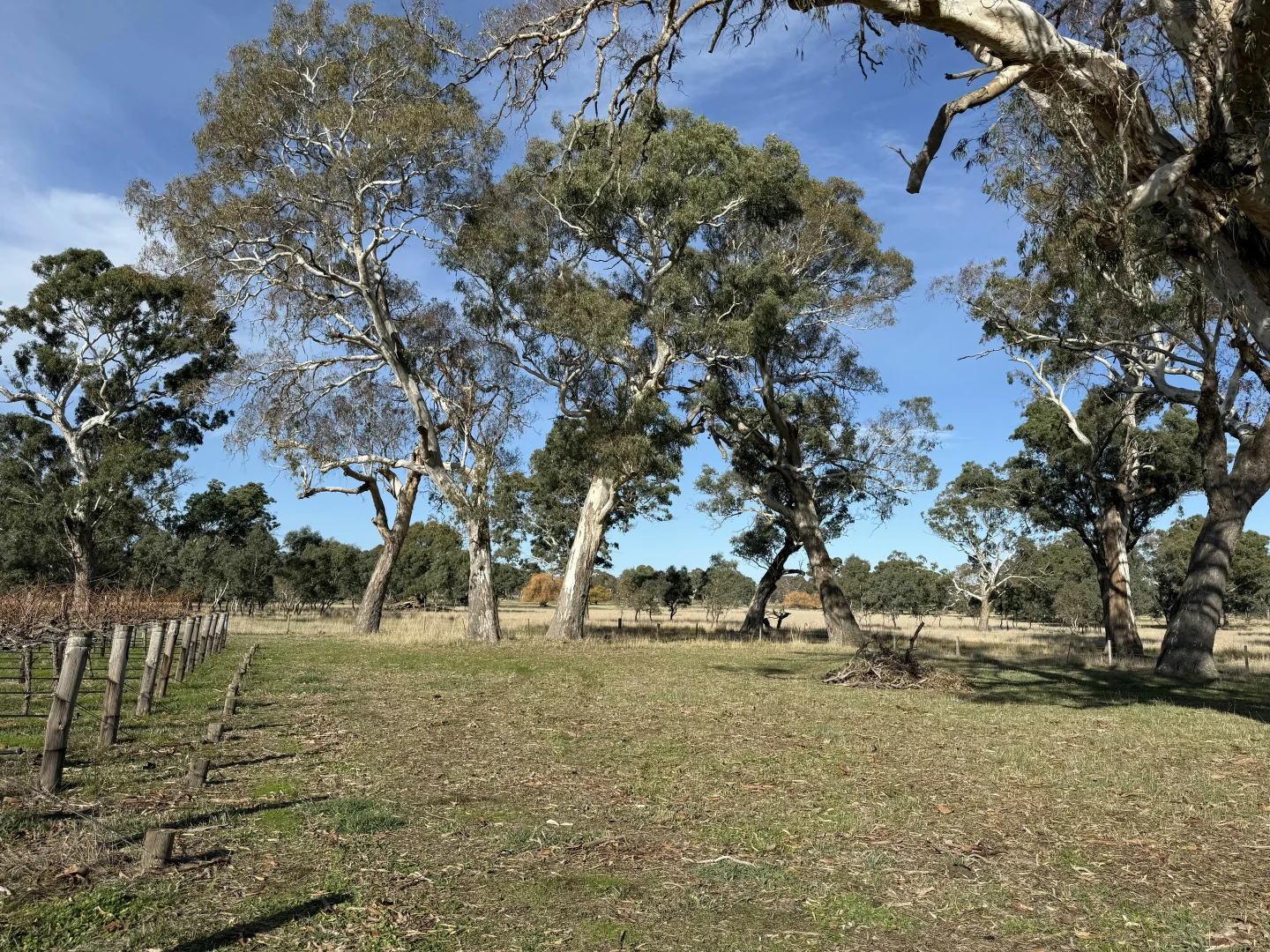 Additional image 7 of Lot 104 Dergholm Road, Penola SA 5277