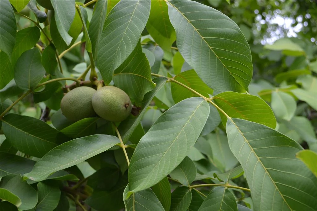 Additional image 4 of 222 Koondrook West Road, Koondrook VIC 3580