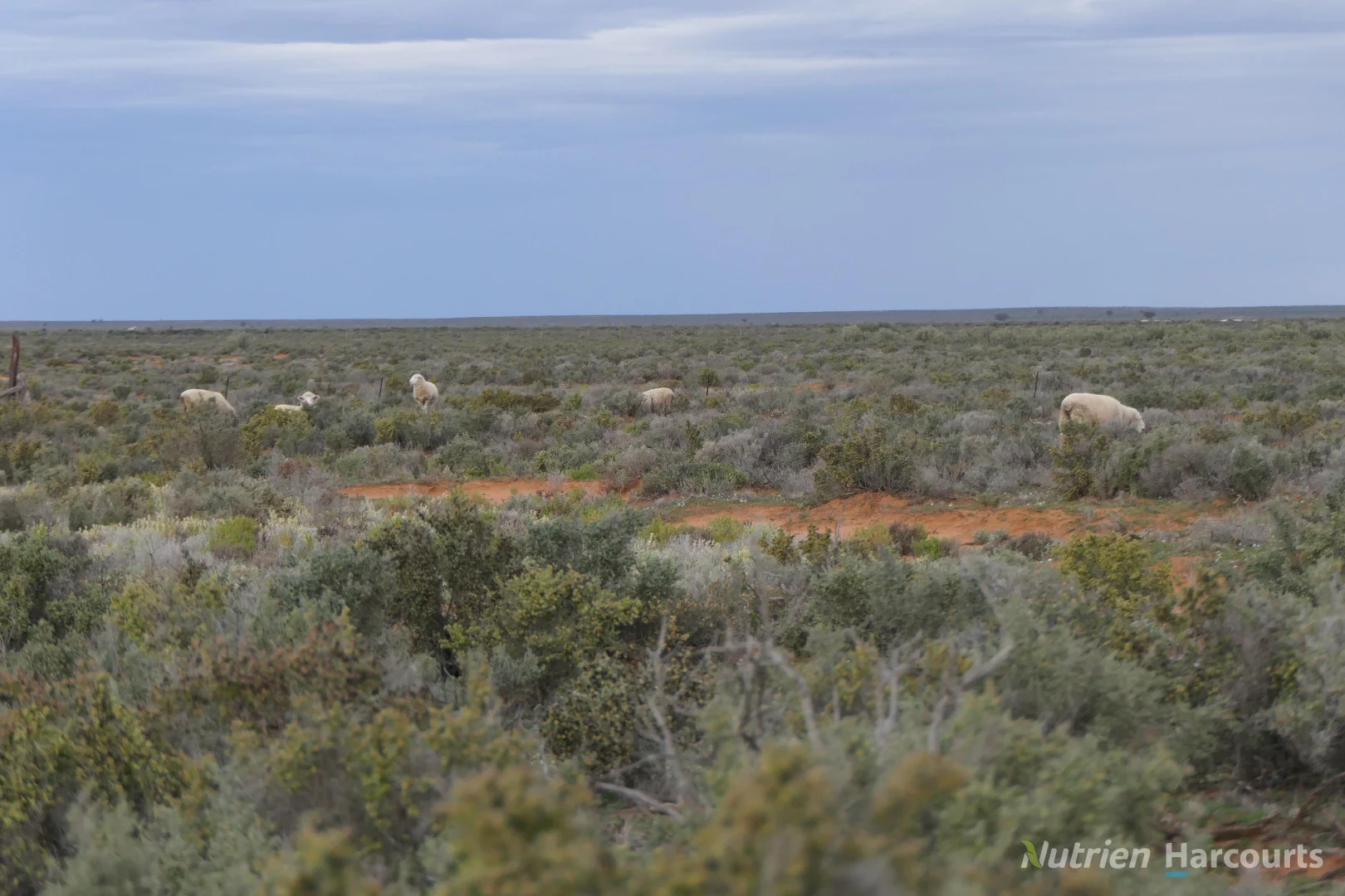 Additional image 26 of * Magenta Aggregation, Balranald NSW 2715