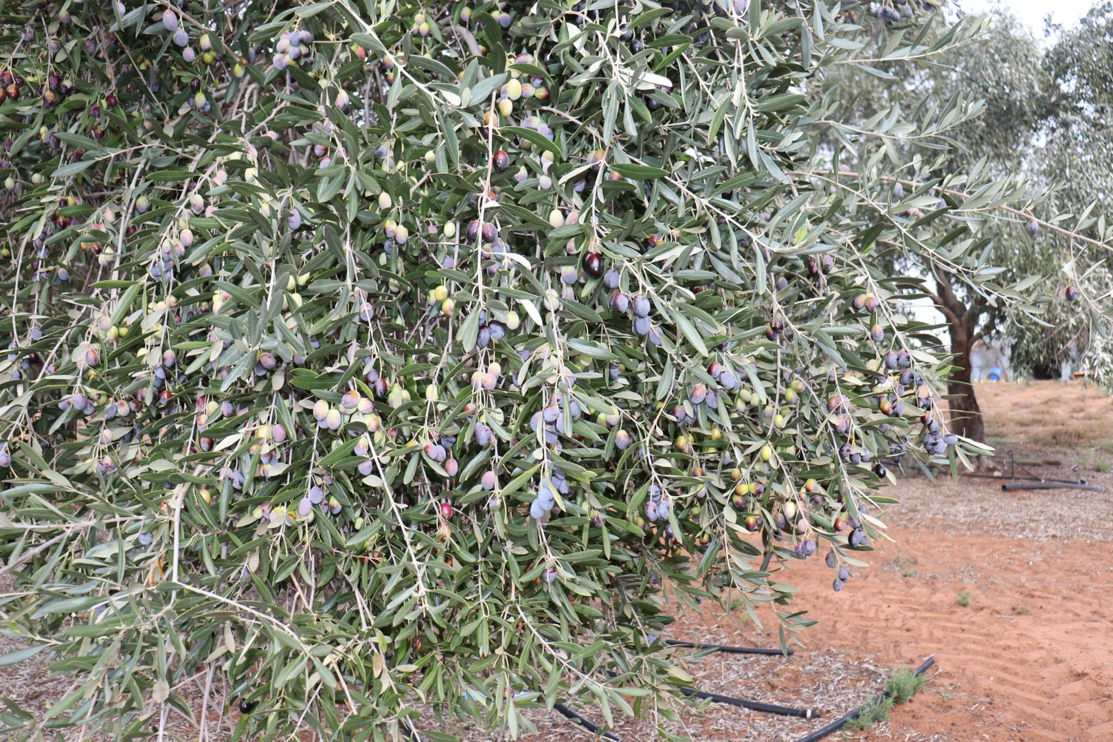 Additional image 33 of 334 Katarapko Crescent, Winkie SA 5343