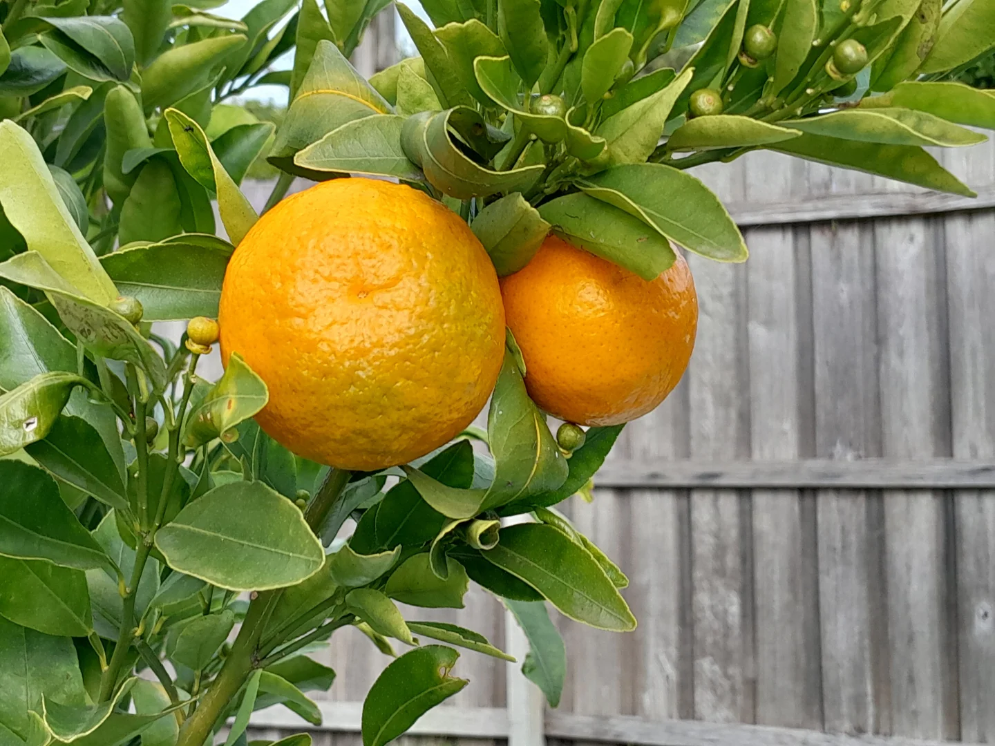 Additional image 24 of 32 Reed Street, Orbost VIC 3888