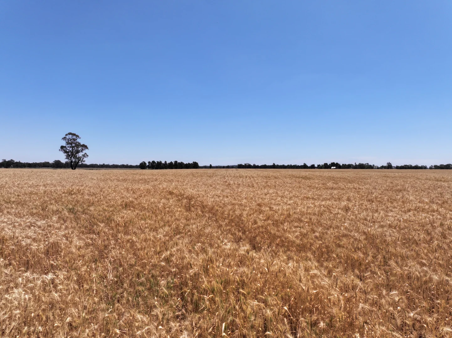 Additional image 6 of 'Part Greendale' Mandamah Forest Road, Ariah Park NSW 2665