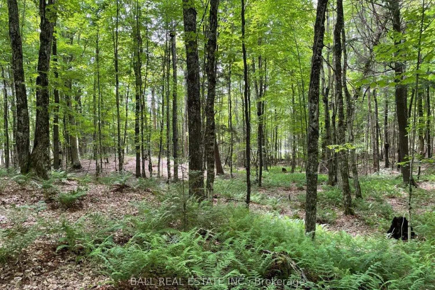 Additional image 7 of 1350 Haliburton Lake Rd