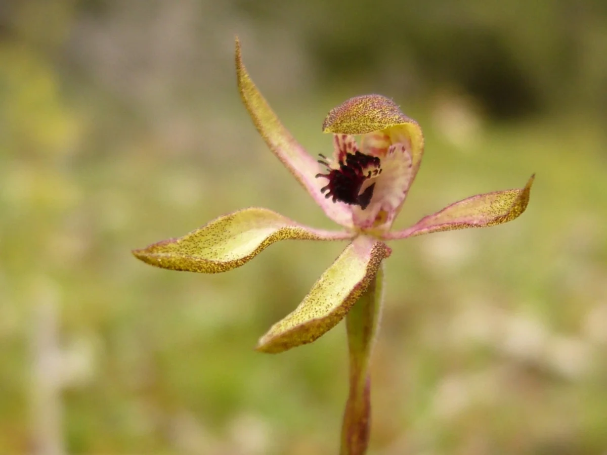 Additional image 26 of 250 Hoffmanns Road, Mooralla VIC 3314