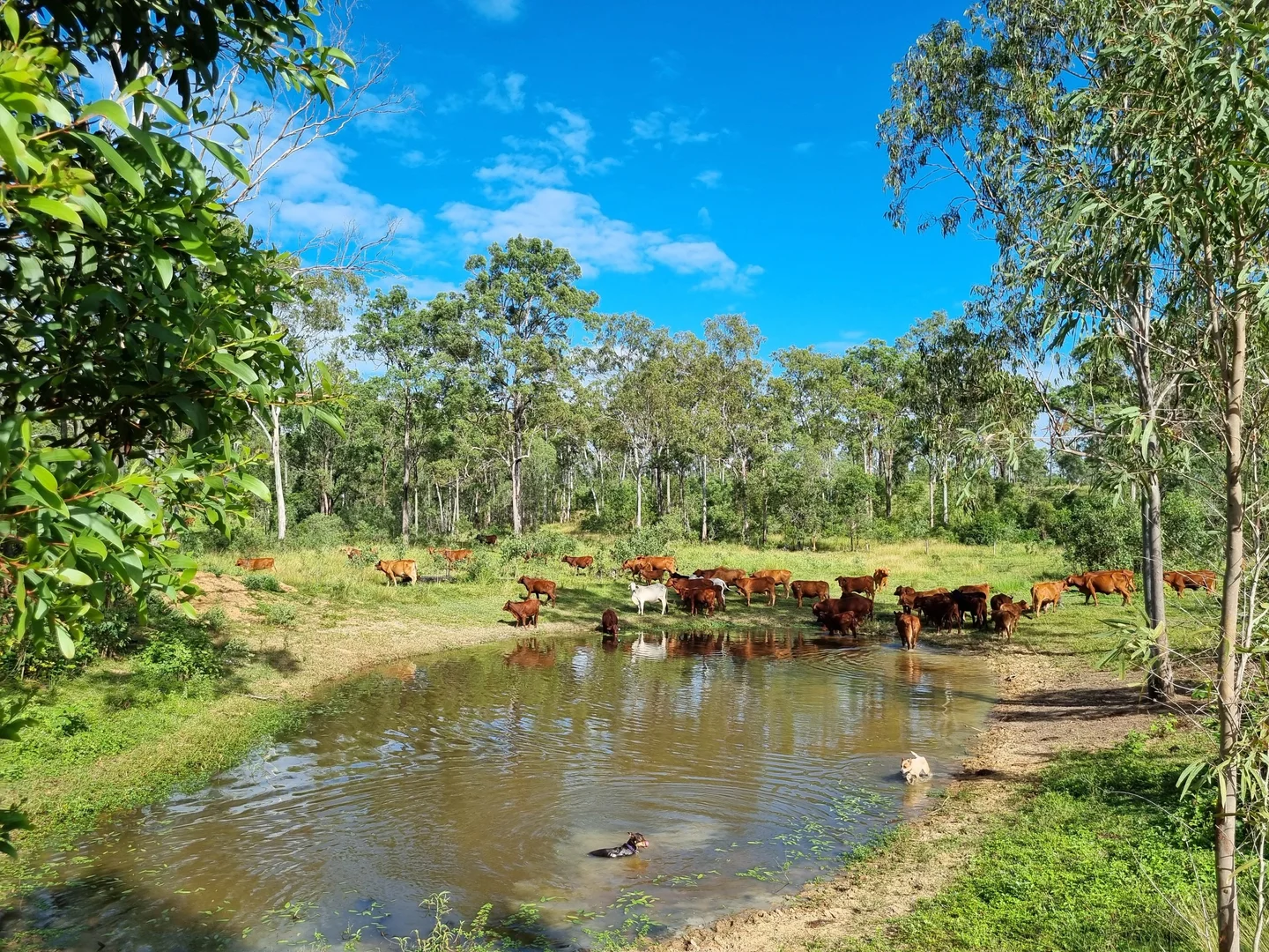 Additional image 11 of 700 John Clifford Way, Lowmead QLD 4676