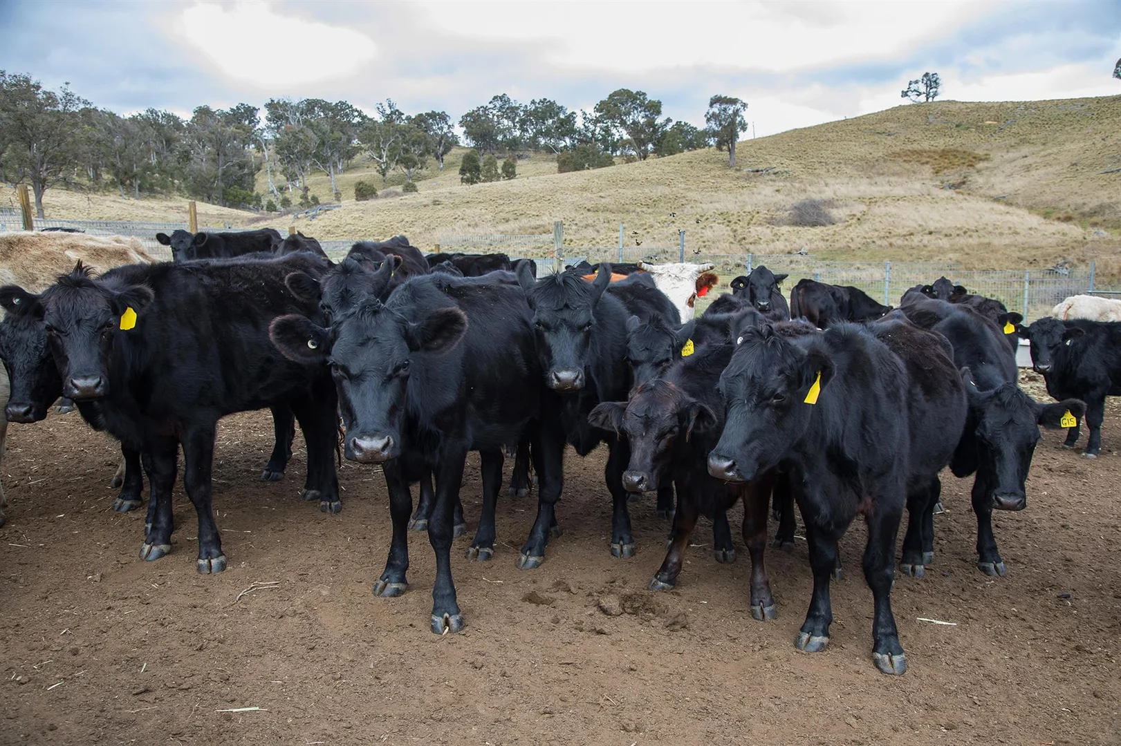 Additional image 17 of 144 Longview Road, Big Hill NSW 2579