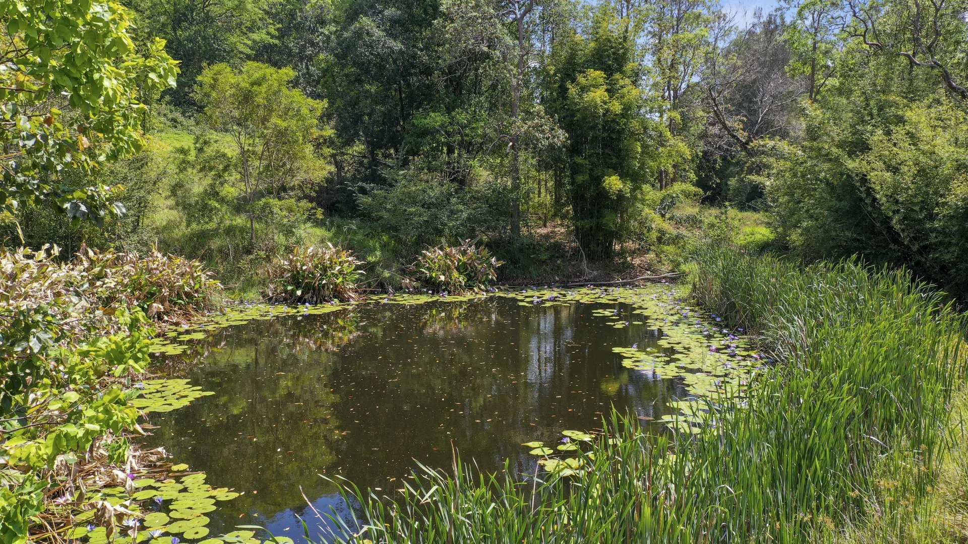 Additional image 16 of Share D5/1158 Pinchin Road, The Channon NSW 2480