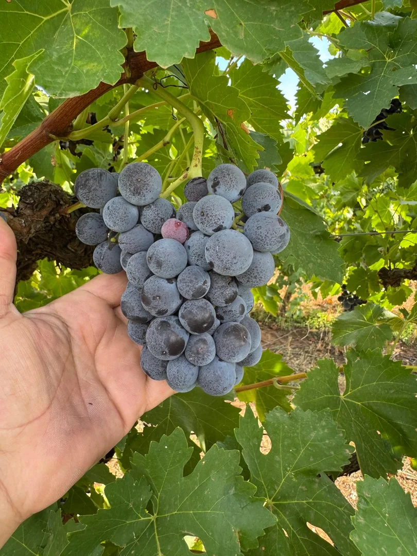 Additional image 9 of 231 Falkiner Avenue, Tresco VIC 3583